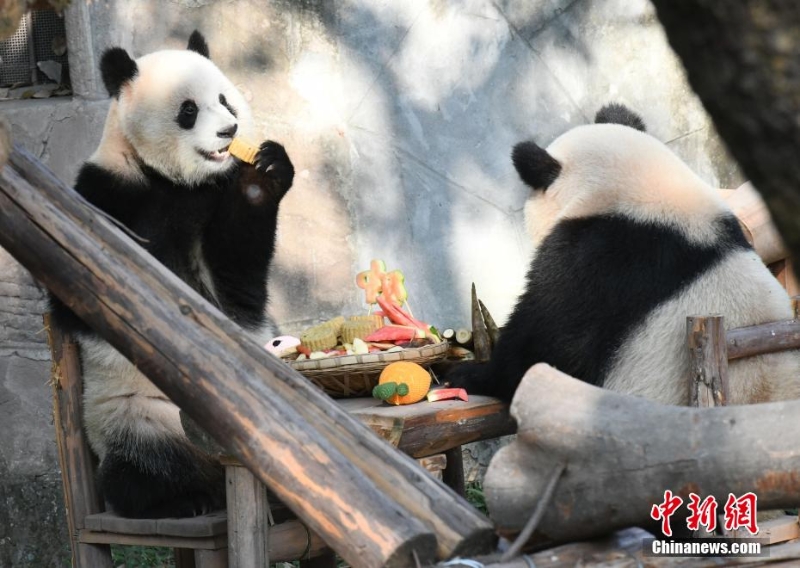 重慶動物園為動物送上特制月餅慶中秋