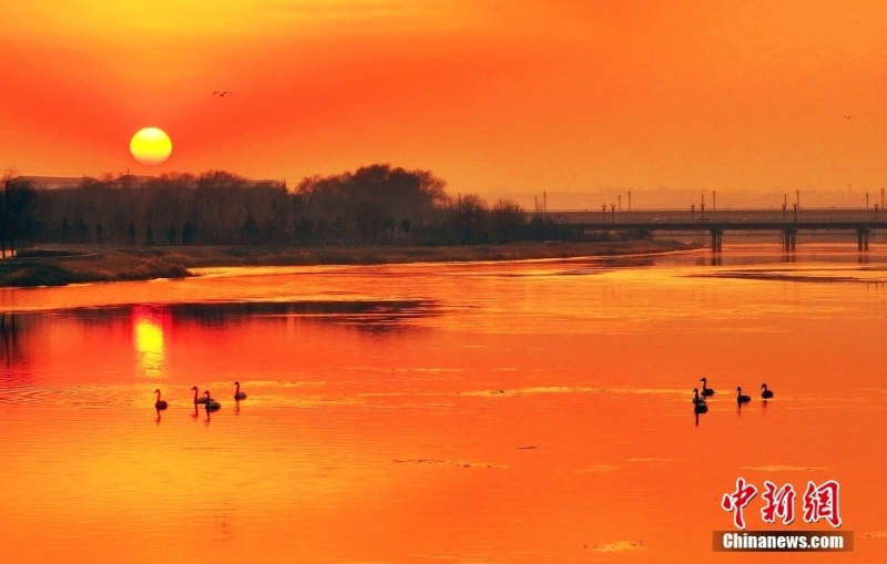 山西絳州夕陽(yáng)灑金 越冬候鳥(niǎo)沐浴落日余暉