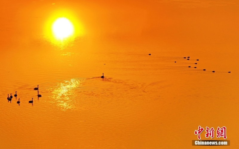 山西絳州夕陽(yáng)灑金 越冬候鳥(niǎo)沐浴落日余暉